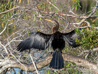 Venice Audubon Rookery-15