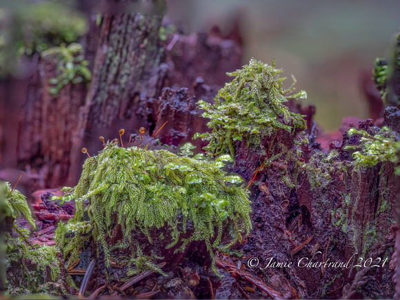 Thames Creek Macros-9