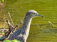 Venice Audubon Rookery-6