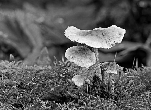 Rosewall Creek macro B&W1