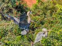 Venice Audubon Rookery-12