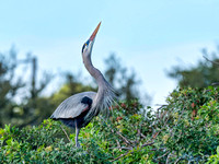 Venice Audubon Rookery-2