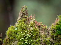 2020 Bevan Wetlands Macros