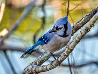 Venice Audubon Rookery-13