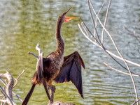 Venice Audubon Rookery-9