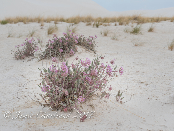 White Sands-20