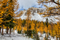 Larch Valley-8