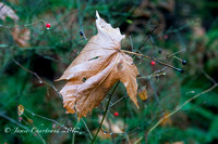 2012 Royston, Dead Leaves Walk